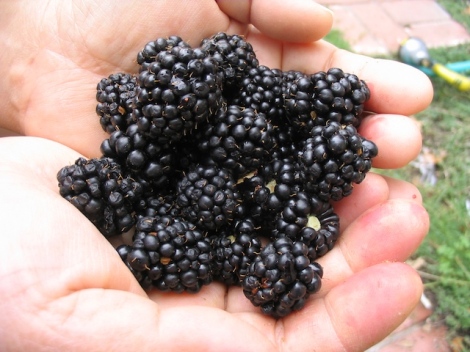 Blackberries for Breakfast