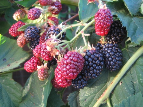 More Blackberries
